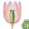 Ovaires de la tulipe et du pois